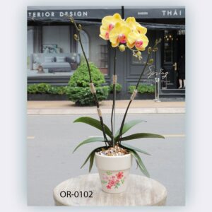 Moth Orchid (OR-0102)