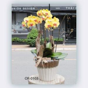 Moth Orchid (OR-0103)