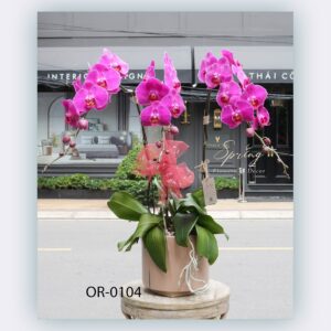 Moth Orchid (OR-0104)