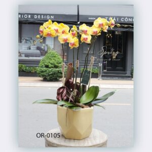 Moth Orchid (OR-0105)