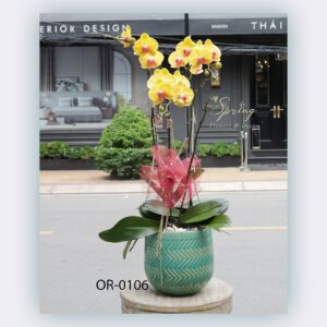 Moth Orchid (OR-0106)