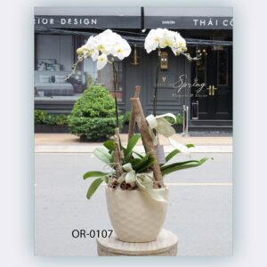 Moth Orchid (OR-0107)
