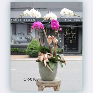Moth Orchid (OR-0108)