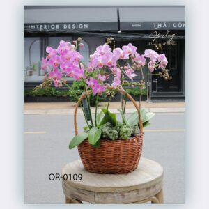 Moth Orchid (OR-0109)