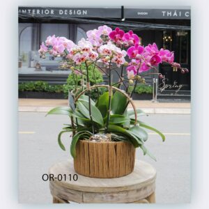 Moth Orchid (OR-0110)
