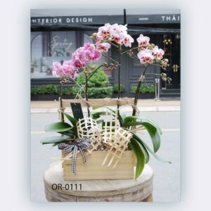Moth Orchid (OR-0111)