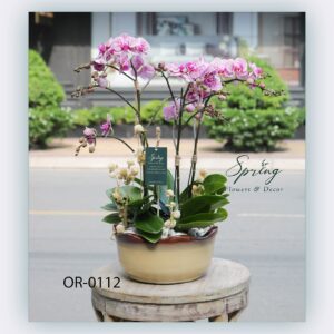 Moth Orchid (OR-0112)