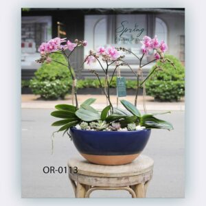 Moth Orchid (OR-0113)