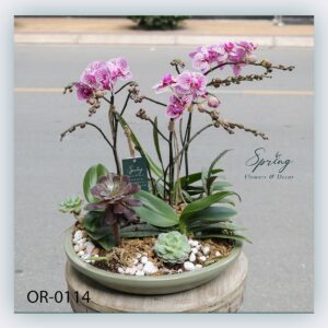 Moth Orchid (OR-0114)