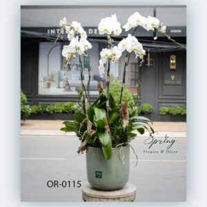 Moth Orchid (OR-0115)