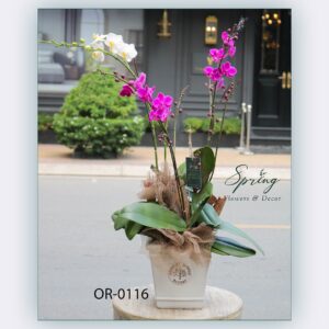 Moth Orchid (OR-0116)