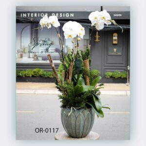 Moth Orchid (OR-0117)