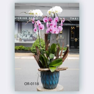 Moth Orchid (OR-0118)