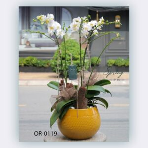 Moth Orchid (OR-0119)