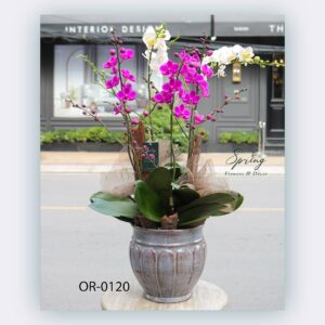 Moth Orchid (OR-0120)