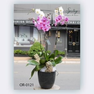Moth Orchid (OR-0121)