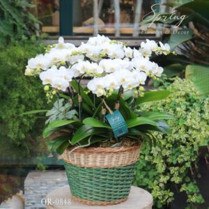 Moth Orchid OR-0848