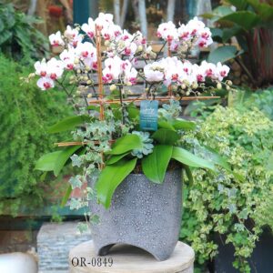 Moth Orchid OR-0849