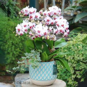 Moth Orchid OR-0850