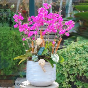 Moth Orchid OR-0851