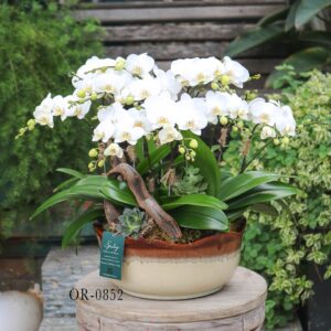 Moth Orchid OR-0852