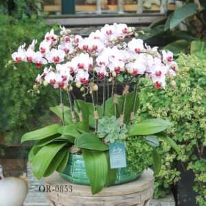 Moth Orchid OR-0853