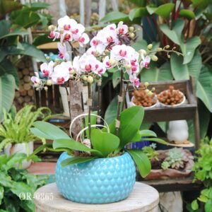 Moth Orchid OR-0865