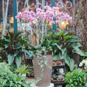 Moth orchid