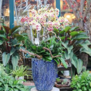 Moth Orchid
