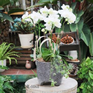 Moth orchid - Phalaenopsis