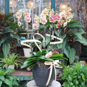 orchid