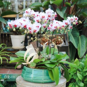 moth orchid