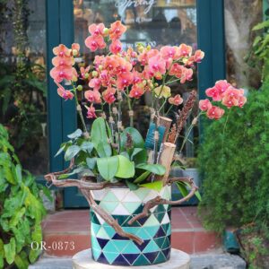 Moth Orchid OR-0873