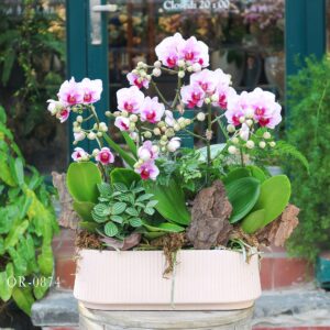 Moth Orchid OR-0874
