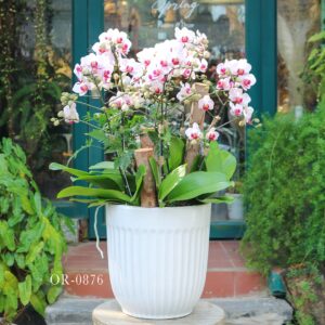 Moth Orchid