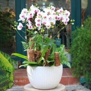 Moth Orchid