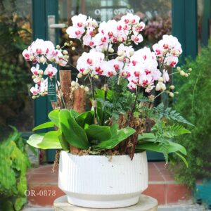 Moth Orchid
