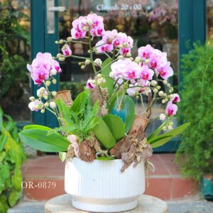 Moth Orchid
