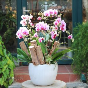 Moth Orchid
