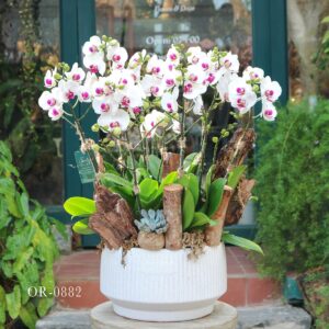Moth Orchid
