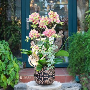 Moth Orchid