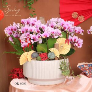 Moth orchid - Tet flowers