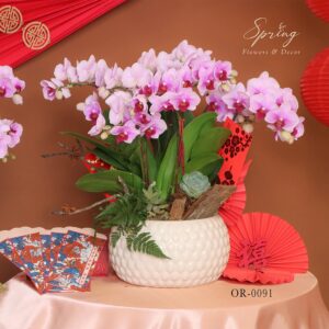 Moth orchids