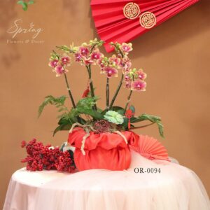 Moth orchid - Tet flower