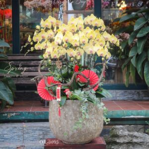 moth orchid
