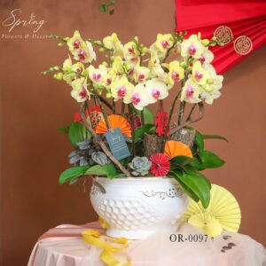 moth orchid - Tet flowers