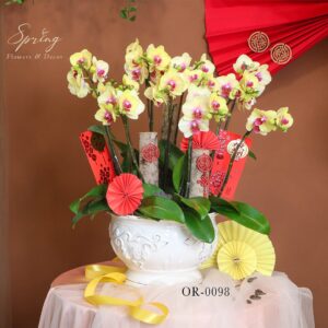 moth orchid - tet flowers