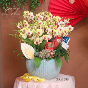 Moth orchid