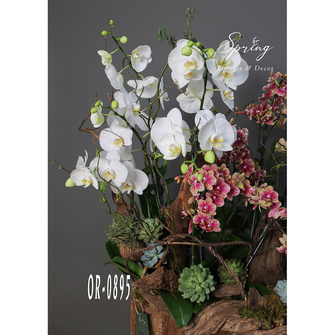 Moth Orchid OR-0895 - Image 2