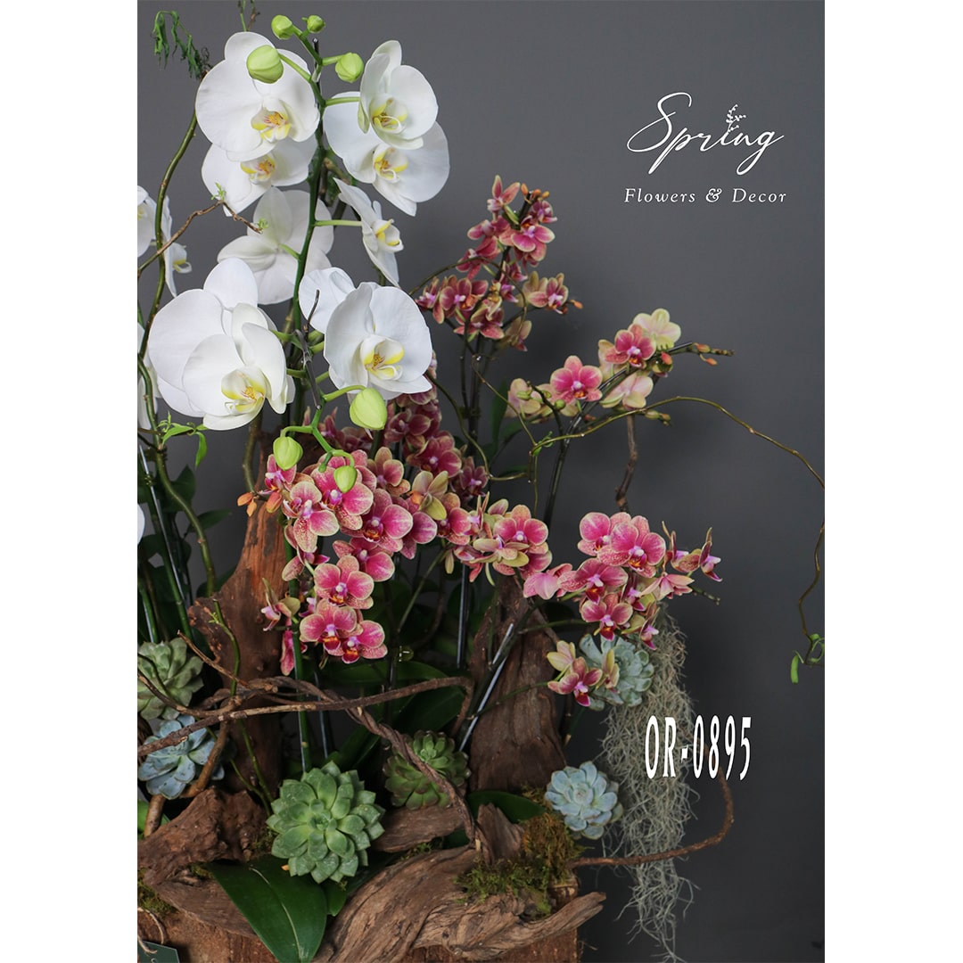Moth Orchid OR-0895 - Image 3